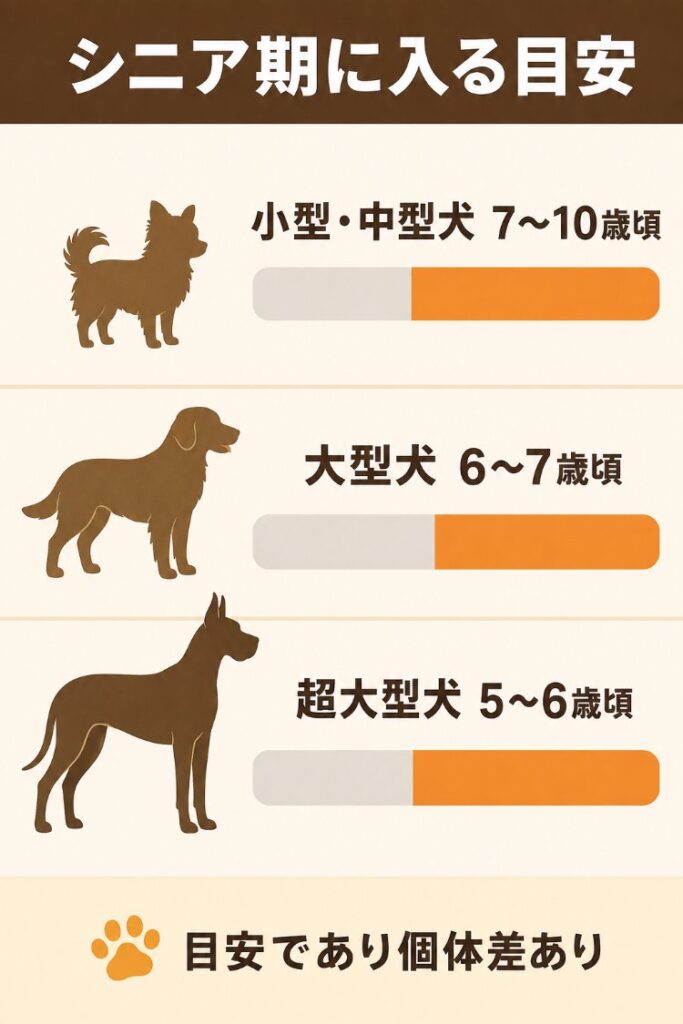 小型・中型犬は7〜10歳頃、大型犬は6〜7歳頃、超大型犬は5〜6歳頃というシニア期に入る目安を犬種サイズ別に示した図